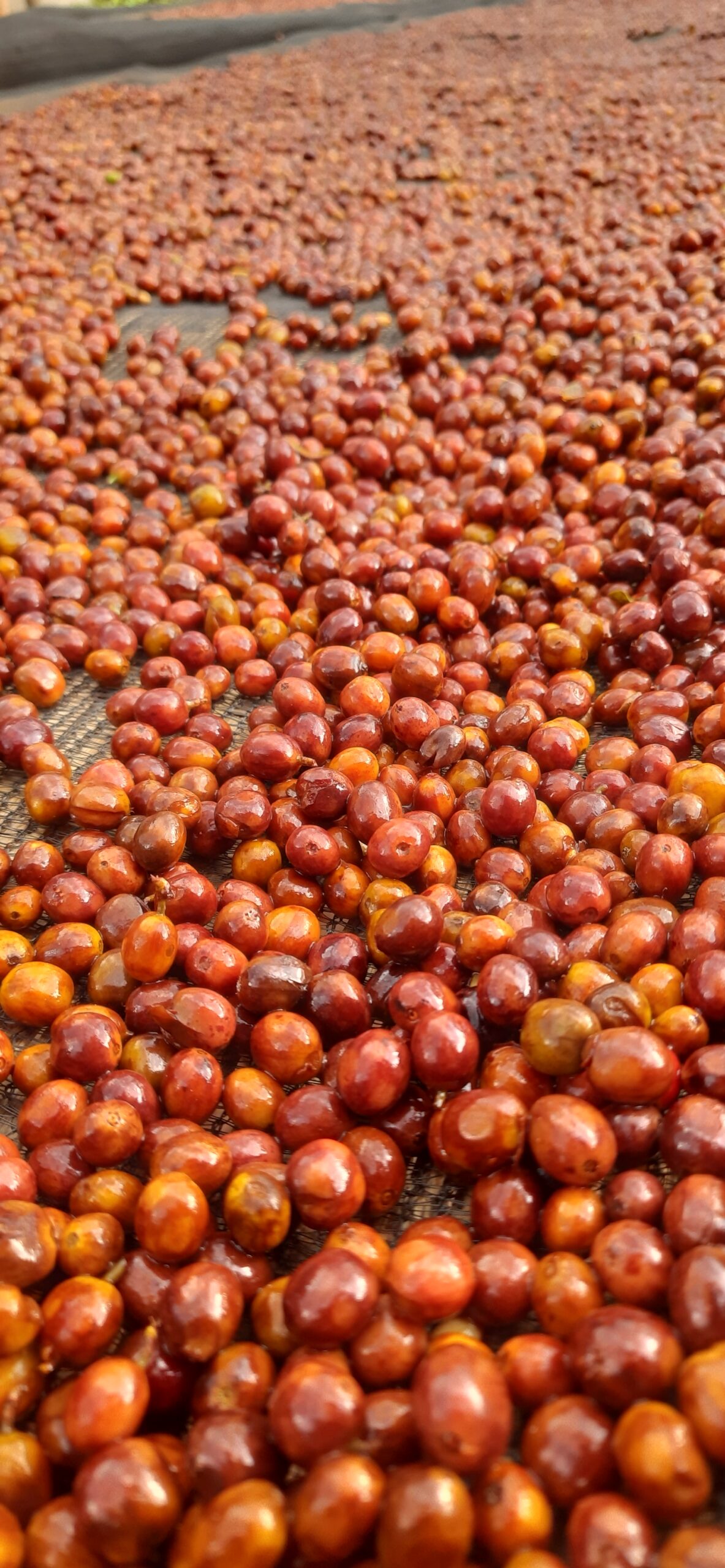 Premium Coffee Products