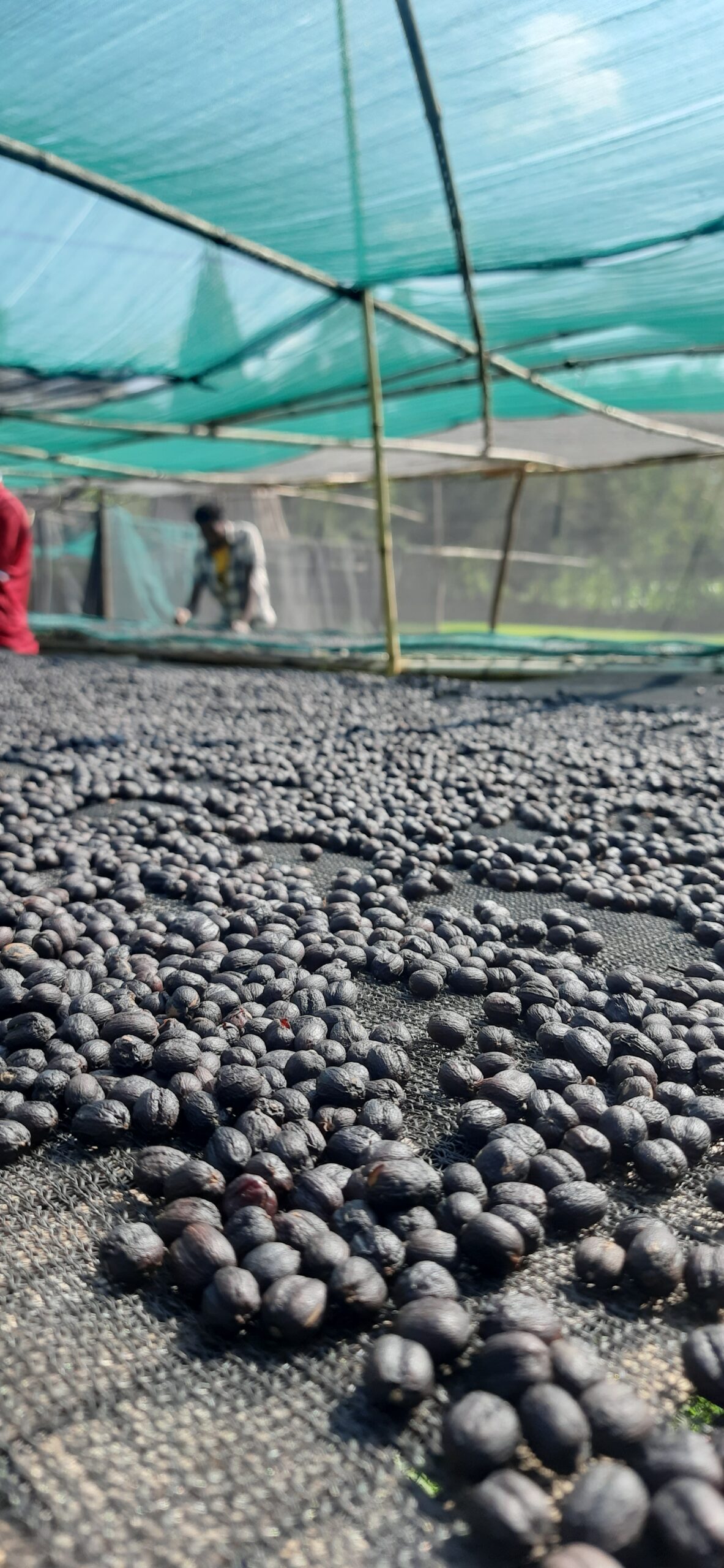 Coffee Processing