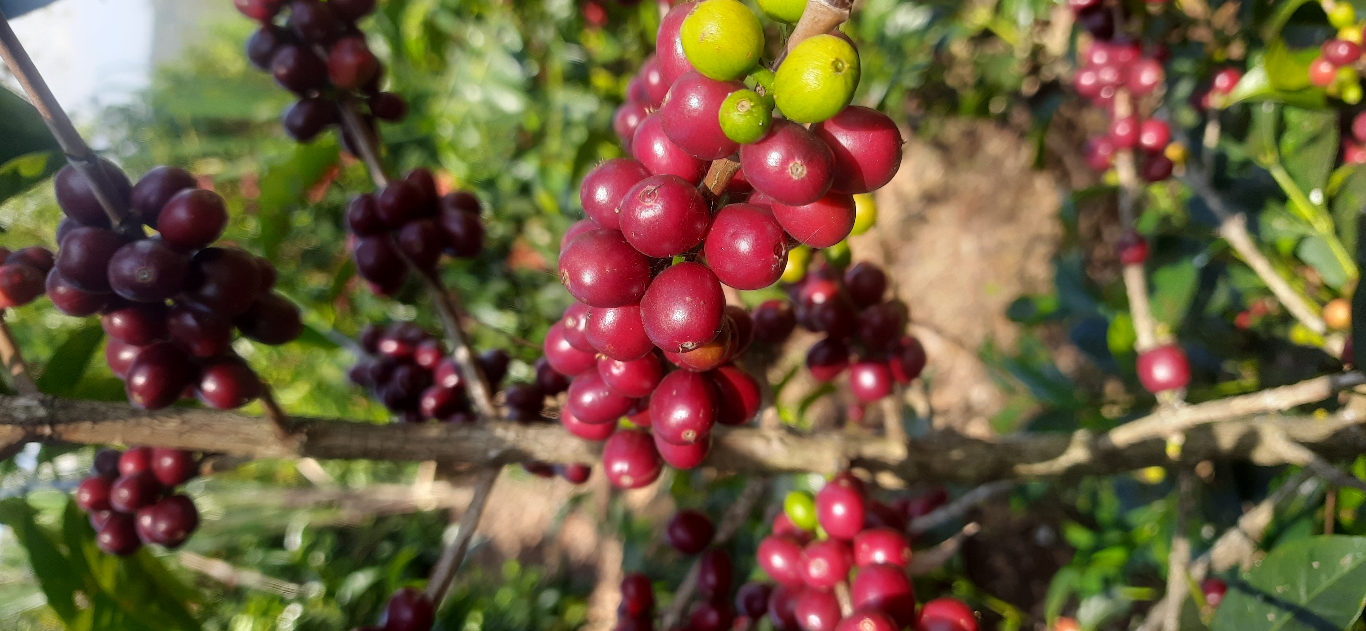 Coffee Operations