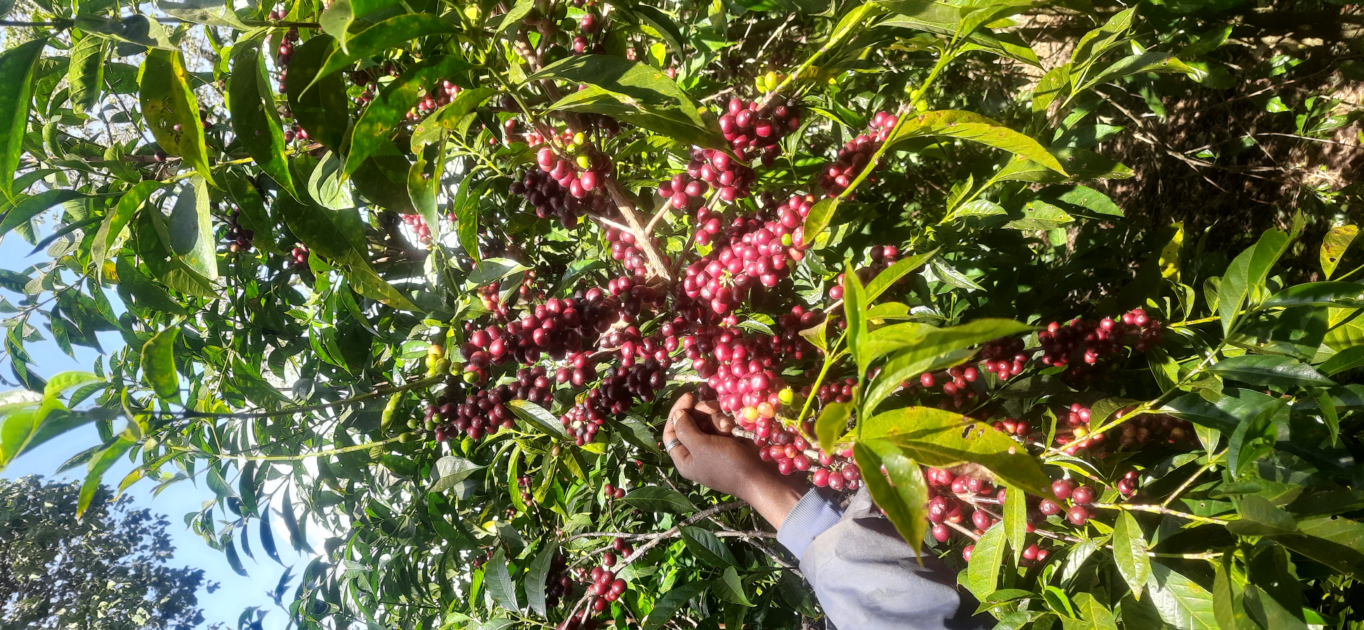 Coffee Operations