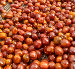 Natural Coffee