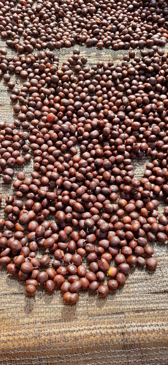 Coffee Operations